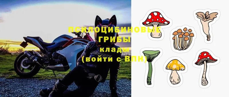 Галлюциногенные грибы Psilocybe Уржум